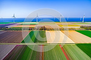 Aerial view of tulips fields in Netherlands with wind mills and blue sea