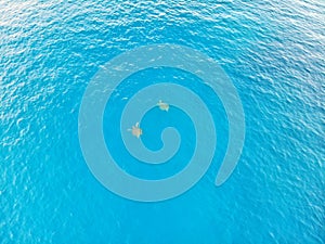 Aerial view of Turtles swimming in caribbean sea