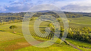 Aerial view of Tuscan Vineyards