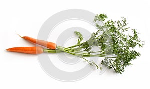 Aerial view of two carrots with their respective branches and leaves photo