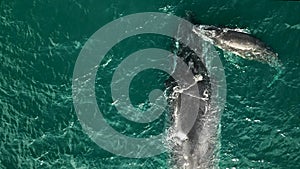 Aerial view of two Humpback whales napping in the ocean on the coast of Guanacaste in Costa Rica