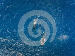 Aerial view of two Humpback whales off the coast of Oahu Hawaii