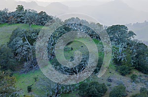 Aerial view of unique trees on green California hilltop in misty landscape