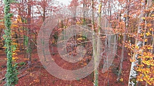 Aerial View Up to the Top of the Beech Trees