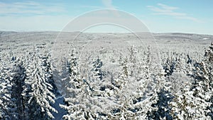 Aerial view of vast woods, covered in fresh snow