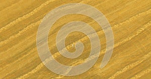 Aerial view. Vertical motion flight over man lying on yellow wheat field