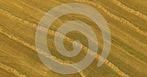 Aerial view. Vertical motion flight over man lying on yellow wheat field