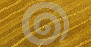 Aerial view. Vertical motion flight over man lying on yellow wheat field