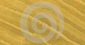 Aerial view. Vertical motion flight over man lying on yellow wheat field