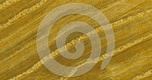 Aerial view. Vertical motion flight over man lying on yellow wheat field