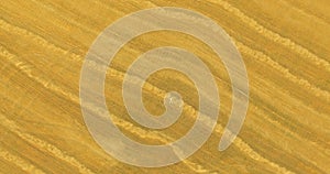 Aerial view. Vertical motion flight over man lying on yellow wheat field