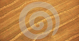 Aerial view. Vertical motion flight over man lying on yellow wheat field