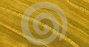 Aerial view. Vertical motion flight over man lying on yellow wheat field