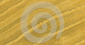 Aerial view. Vertical motion flight over man lying on yellow wheat field