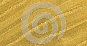Aerial view. Vertical motion flight over man lying on yellow wheat field