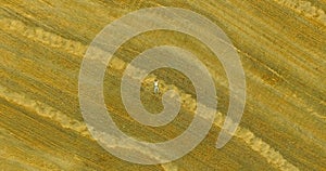 Aerial view. Vertical motion flight over man lying on yellow wheat field