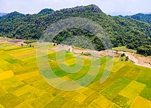 Aerial view of Vietnamese rice terraces. Yellow rice season with moutain