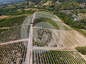 Aerial view of a vineyard