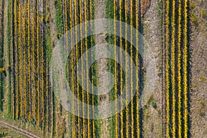 Aerial view of vineyard