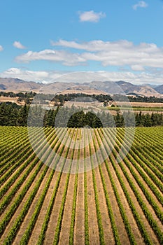 Aerial view of vineyard