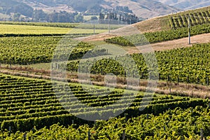 Aerial view of vineyard