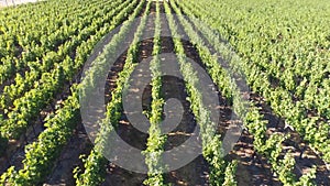 Aerial view of vineyard