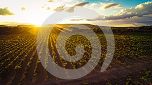 Aerial View Of A Vineyard