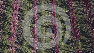 Aerial view of a vineyard in autumn