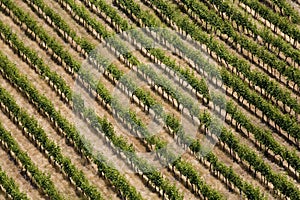 Aerial view of a vineyard - Colchagua Valley - Chile