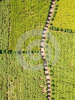 Aerial view of a vineyard and dirty road