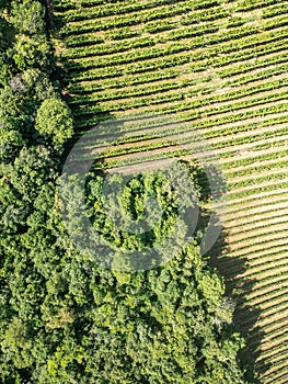 Aerial view of a vineyard with forest and dirty road