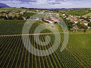 Vista aérea de vinedos un grano de vino conjuntos en campo sobre el atardecer, Lisboa 