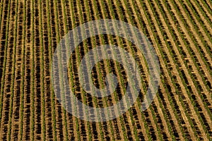 Aerial view of a vineyard hills