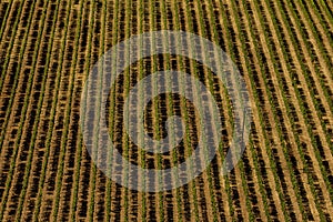 Aerial view of a vineyard hills