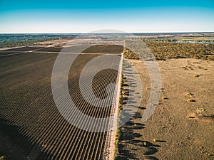 Aerial view of vineyard in Kingston on Murray in winter.