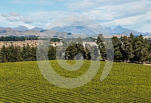 Aerial view of vineyard in Marlborough region in New Zealand