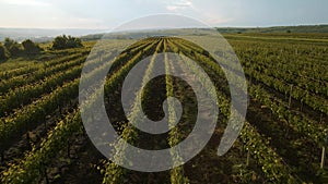 Aerial view of a vineyard plantation in late afternoon lights.