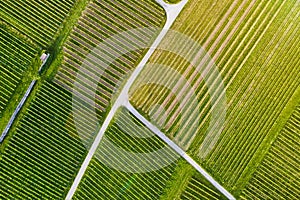Aerial view of a vineyard plantation in late afternoon lights in Jenins, Switzerland, Europe, drone shot