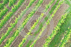 aerial view vineyard scenery at Kaiserstuhl Germany