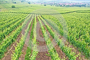 aerial view vineyard scenery at Kaiserstuhl Germany