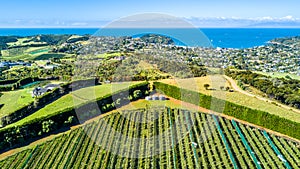 Aerial view on a vineyard on the shore of sunny harbour with residential suburbs on the background. Waiheke Island, Auckland, New