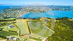 Aerial view on a vineyard on the shore of sunny harbour with residential suburbs on the background. Waiheke Island, New Zealand