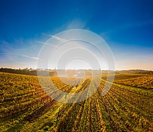 Aerial view, Vineyard Sunrise in autumn, Bordeaux Vineyard, France