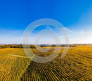 Aerial view, Vineyard Sunrise in autumn, Bordeaux Vineyard, France