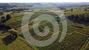 Aerial view, Vineyard Sunrise in summer, Sainte Croix du Mont, Bordeaux Vineyard, Gironde, Aquitaine