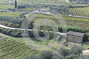 The aerial view of the vineyard in Tuscany Italy