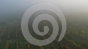 Aerial view of vineyard under fog, Loupiac, Sauternes, Gironde, France