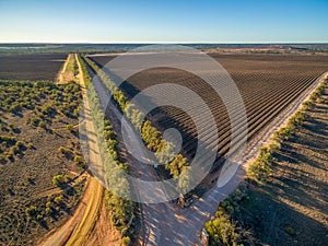 Aerial view of vineyard in winter in South Australia.