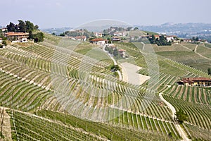 Aerial view of the vineyards of Barbaresco, Piedmont.