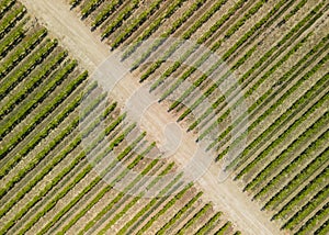 Aerial view of vineyards in California near Bakersfield